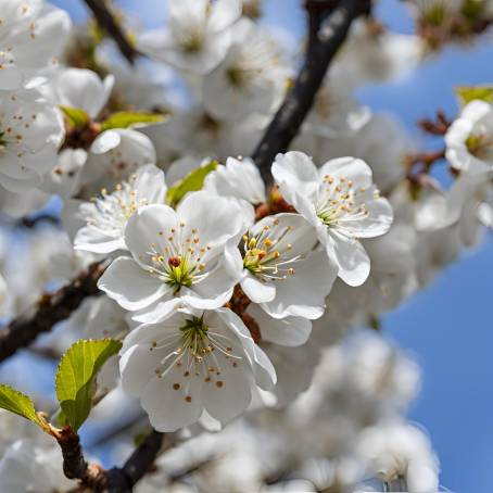 White Cherry Flowers Springtime Blossom Elegance