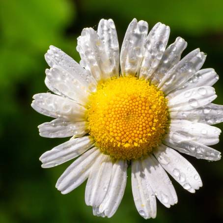 White Petal Daisies with Dew CloseUp in Garden