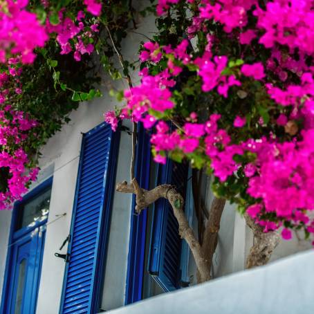 White Small Alley and Houses with Red Bougainvillea Flowers Leading to the Blue Sea on the Cyclades