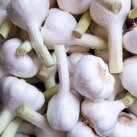 Whole Garlic Head and Cloves on Pure White Background