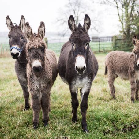 Wild Donkeys at Karpaz National Park Entrance Awaiting Tourists