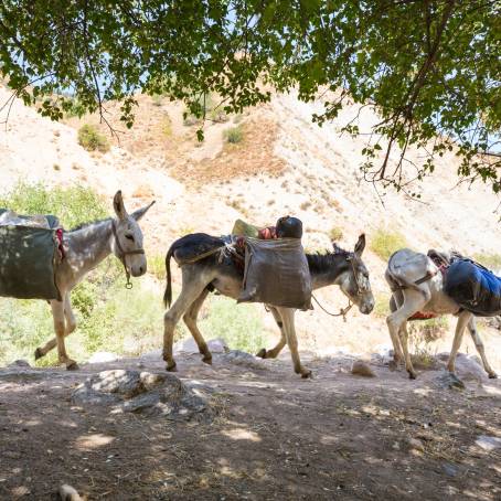 Wild Donkeys at Karpaz National Park Entrance Perfect for Tourists