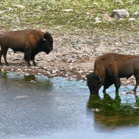 Wild Plains Bison in Waterton Lakes National Park, Alberta