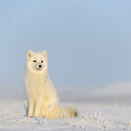 Wildlife CloseUp of Arctic Fox in Golden Meadow