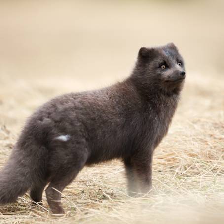 Wildlife Photography of Arctic Fox in Golden Meadow