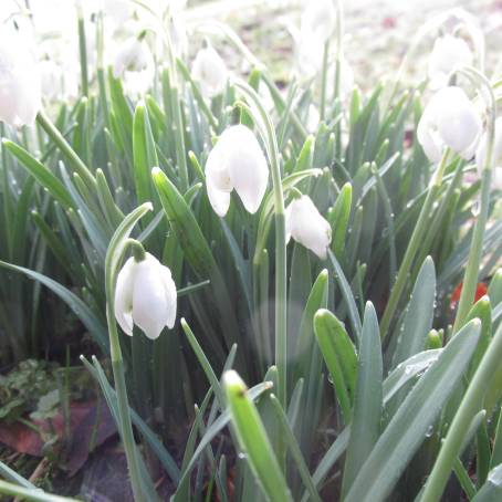 Winter Embrace Snowdrops Flourishing in the Snow