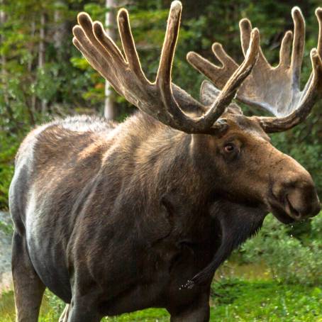 Winter Moose with Antlers in Frosty Forest