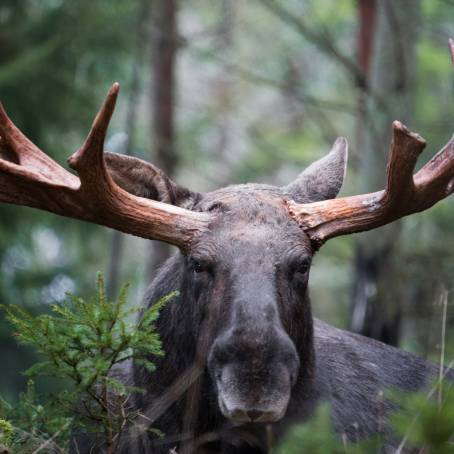 Winter Moose with Antlers in Frozen Forest Glade