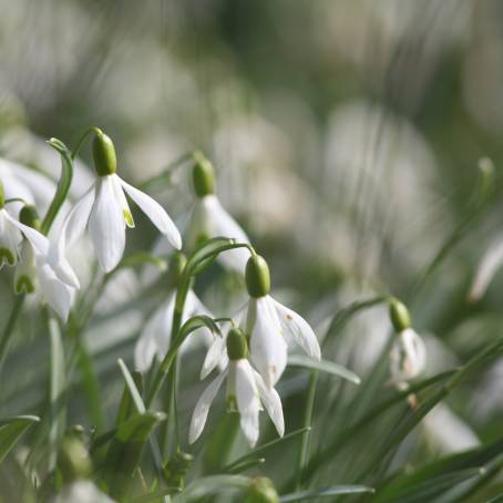 Winter White Snowdrops Rising from the Snow