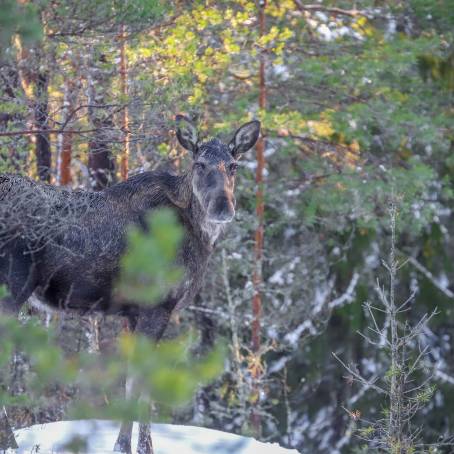 Winter Wildlife Mother Moose and Calf in Snowy Forest