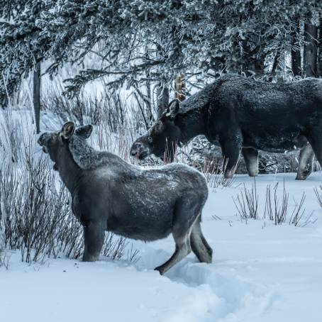 Winter Wonderland Mother Moose and Calf in Snowy Forest