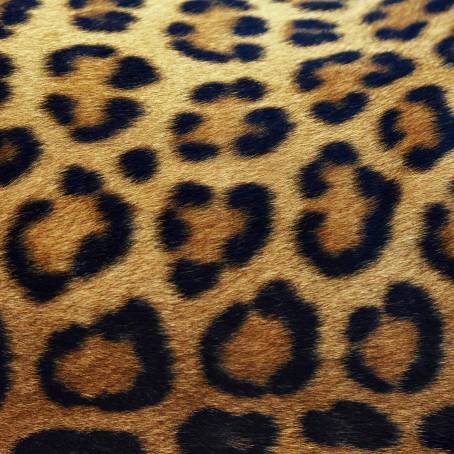 Wool and Leopard Fur Texture Background for Contemporary Art