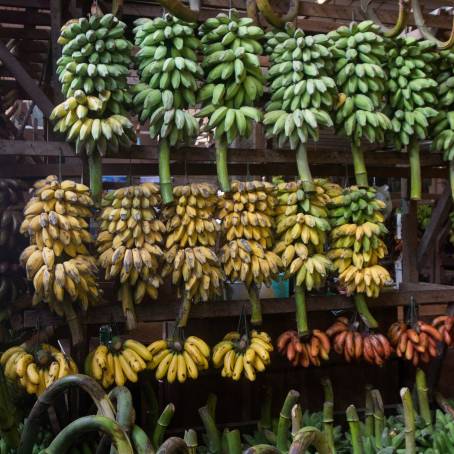 Yangon Produce with Unripe Bananas