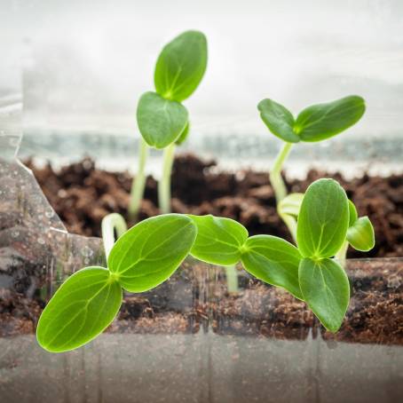 Young Plant Sprouting in Soil, Springtime Freshness and Growth