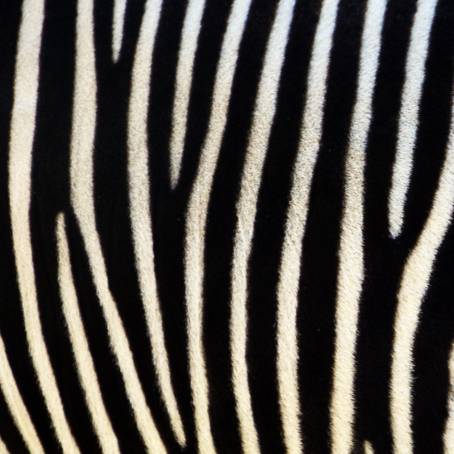 Zebra Fur Animal Texture Background for Creative Design Concepts