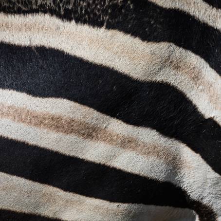 Zebra Fur Animal Texture for Stylish Nature Art and Posters