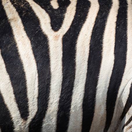 Zebra Fur Textural Background for Creative Art and Design Projects