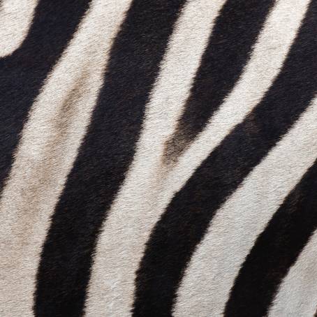 Zebra Fur Texture for Modern Art and Creative Design Projects