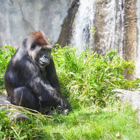 Zoo Exhibit Featuring Captive Adult Western Lowland Gorilla