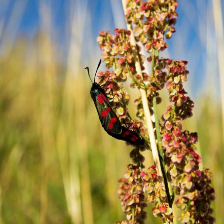 Zygaena filipendulae Saxony July Moth